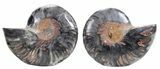 Split Black/Orange Ammonite Pair - Unusual Coloration #55588-1